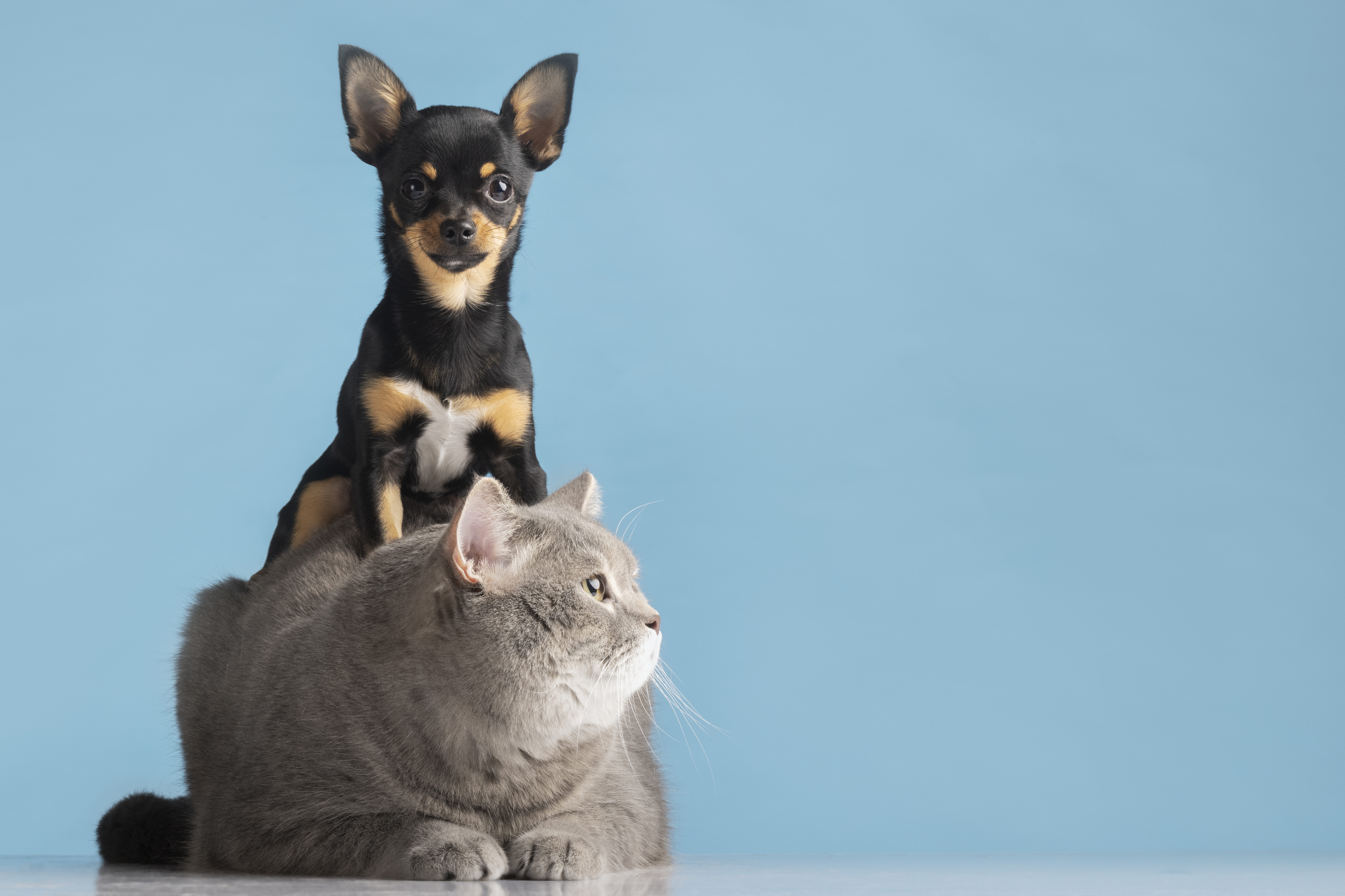 el seguro de hogar cubre daños por mascotas